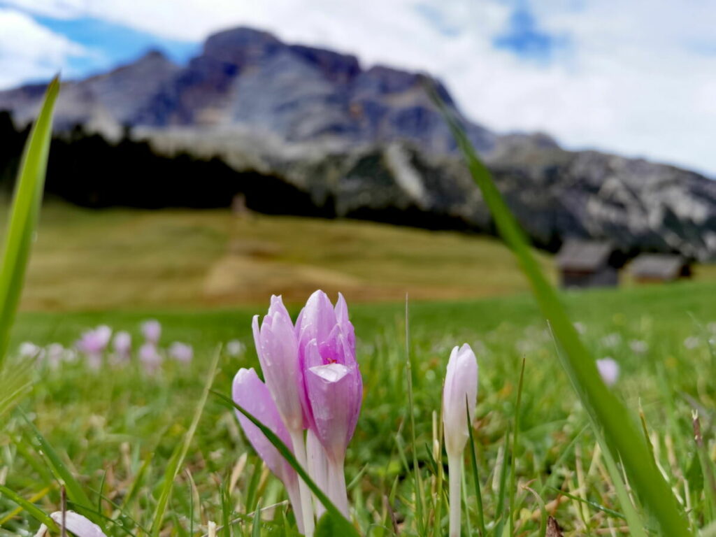 Viel unberührte Natur im Pragsertal