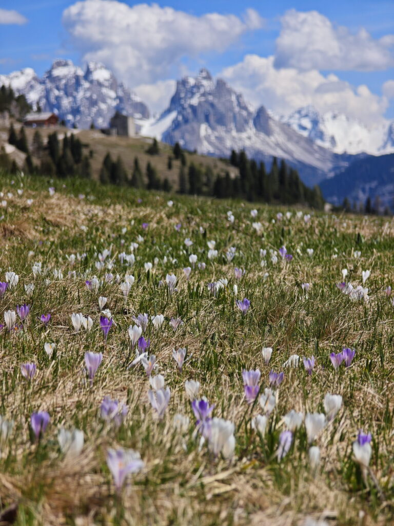 Im Frühling zur Krokusblüte auf der Plätzwiese